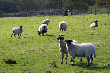 Sheep in a Field