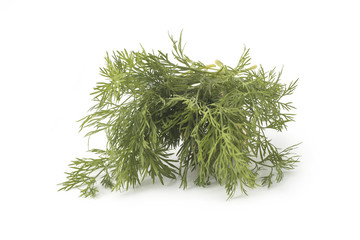 Close up shot of branch of fresh green dill herb leaves isolated on white background