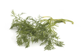 Close up shot of branch of fresh green dill herb leaves isolated on white background