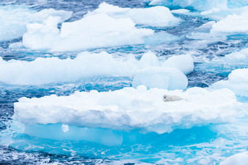 Baby Seal Ice Shoal Kap Farwell Greenland