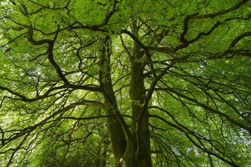 Tree Canopy