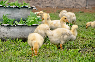 goose
