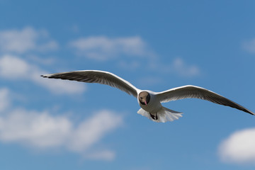 Seagull in flight