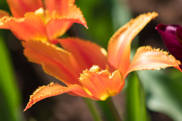 Orange orchid flower