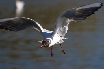 Seagull in flight