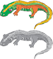 Abstract Newt Lizard Illustration Vector