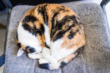 Closeup of calico cat sleeping lying curled up in chair with tail around body and shedding hair