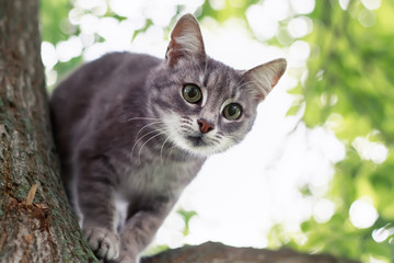 cute funny tabby kitten climbed a tree in summer garden on Sunny