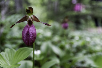 Minnesota lady slipper