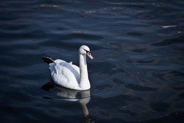 Swan Lake