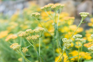 Macro closeup of pale yellow yarrow achillea flowers showing bokeh, detail and texture © Kristina Blokhin