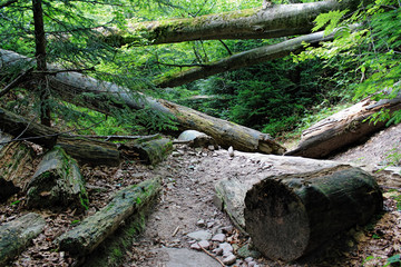 Wilderness trail, National Park Black Forest , Baden-Wuerttemberg, Germany