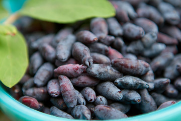 blue honeysuckle berry glass plate