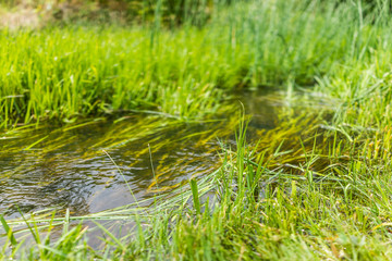 Macro closeup of small creek river with grass showing bokeh and texture
