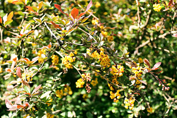 barberry blossom photo