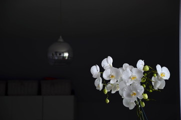 piękny biały storczyk w pokoju  - obrazy, fototapety, plakaty