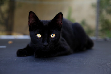 Naklejka na ściany i meble Gato negro con ojos de oro