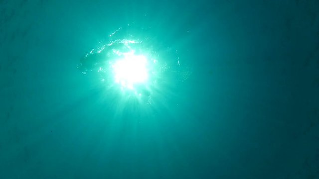Snorkeler who is swimming on the surface of the water