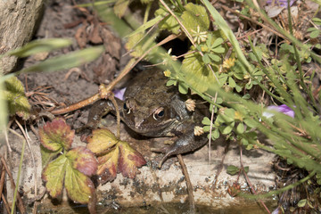 Close Up of a Common English Frog in Pond 