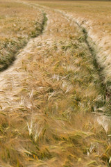 Summer Field of Barley 