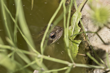 Close Up of a Common English Frog in Pond 