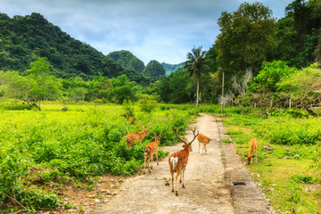 Rotwild in Vietnam