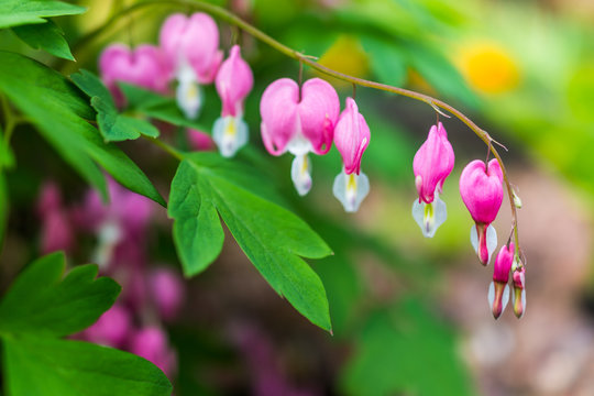 Macro closeup of bleeding heart flowers showing detail and texture