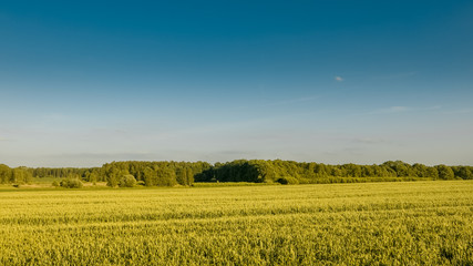 Minimalistic plain background of beautiful crops and forest, west of Poland