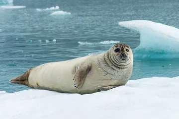 Acrylic prints Bearded Seal Curious seal