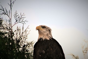 Adler