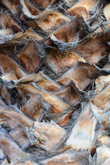 Close up of palm tree trunk