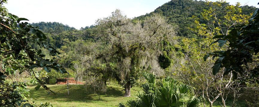 Big White Ancient Treebeard