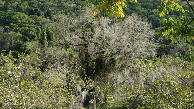 Big White Ancient Treebeard