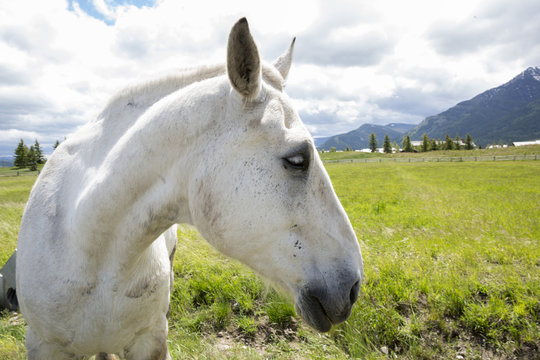 White Horse in profile in green pasture with mountains
