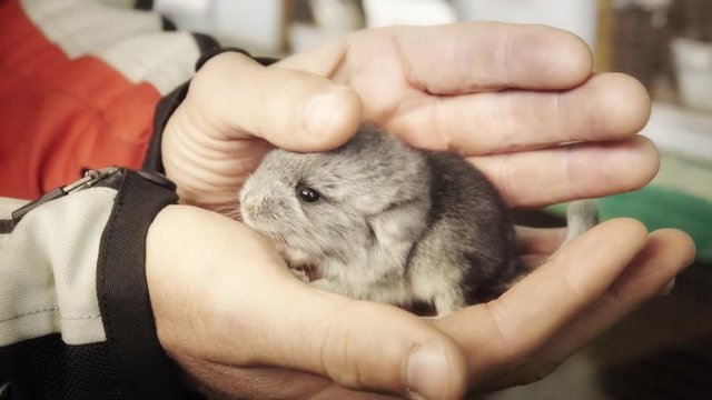Woman caressing a baby chinchilla. 4k	