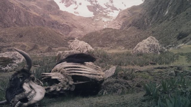 Skeleton of cow laid on the ground, feeding Mother Earth or Pachamama on the Andes mountains	