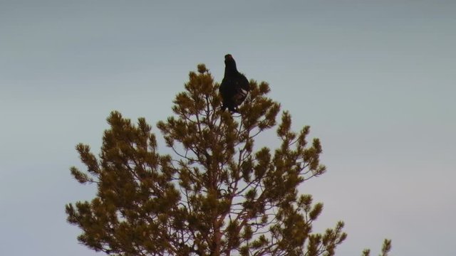Silhouette of black grouse (tetrao tetrix) sitting on the top of a tree.