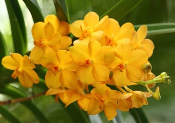 Obraz premium Orchid flower.