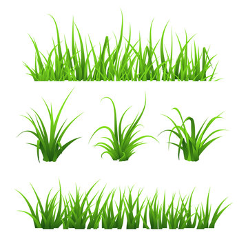 Green grass, isolated on white background, vector illustration