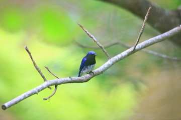 Blue-and-white flycatcher (Cyanoptila cyanomelana) male in Japan