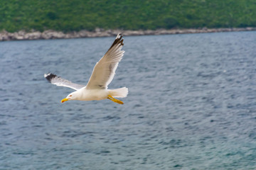 Fototapeta na wymiar A large gull hovers above the Adriatic Sea in Montenegro.