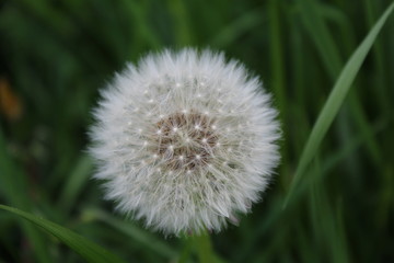 Pusteblume