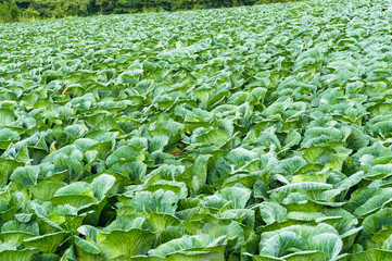 Big green cabbage on field