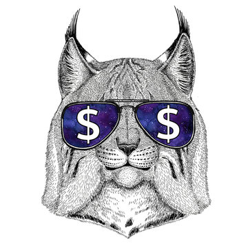Wild cat Lynx Bobcat Trot wearing glasses with dollar sign Illustration with wild animal for t-shirt, tattoo sketch, patch