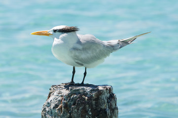 Seagull - Anse de Saint Anne - Guadeloupe - Caribbean tropical island