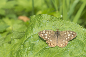 Speckled wood Pararge aegeria butterfly top view