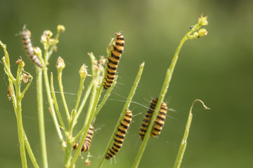 Yellow and black striped Cinnabar caterpillars feeding
