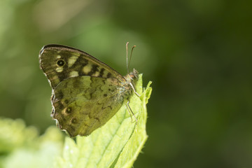 Speckled wood butterfly Pararge aegeria side view