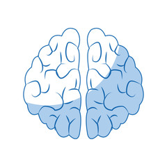 human brain organ health memory anatomy vector illustration