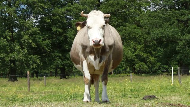 Cows on the pasture 2